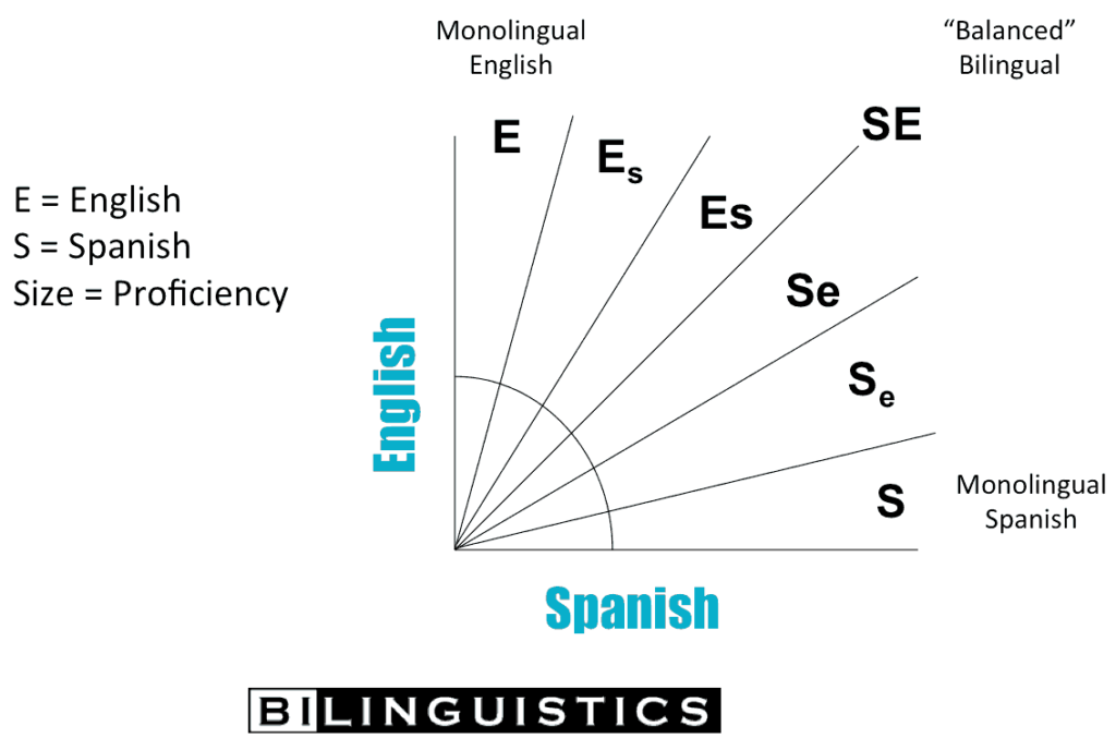 Model of Bilingualism