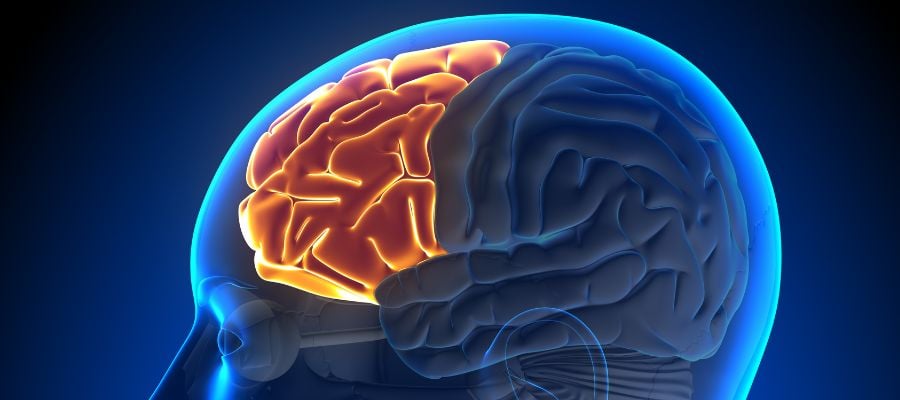Burnout Is Not Weakness: What Chronic Cognitive Strain Does to SLPs 2 frontal